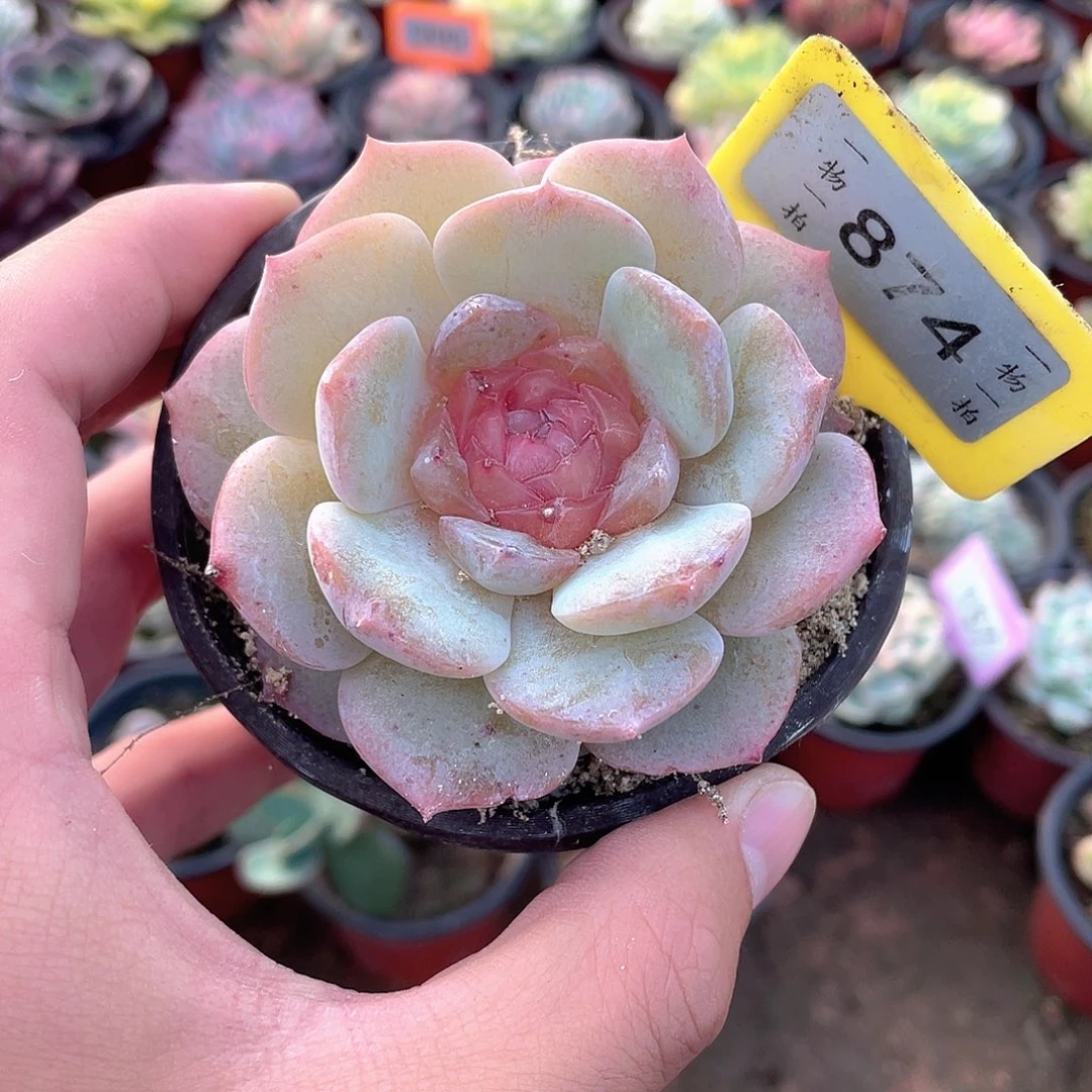 874号多肉植物盆栽