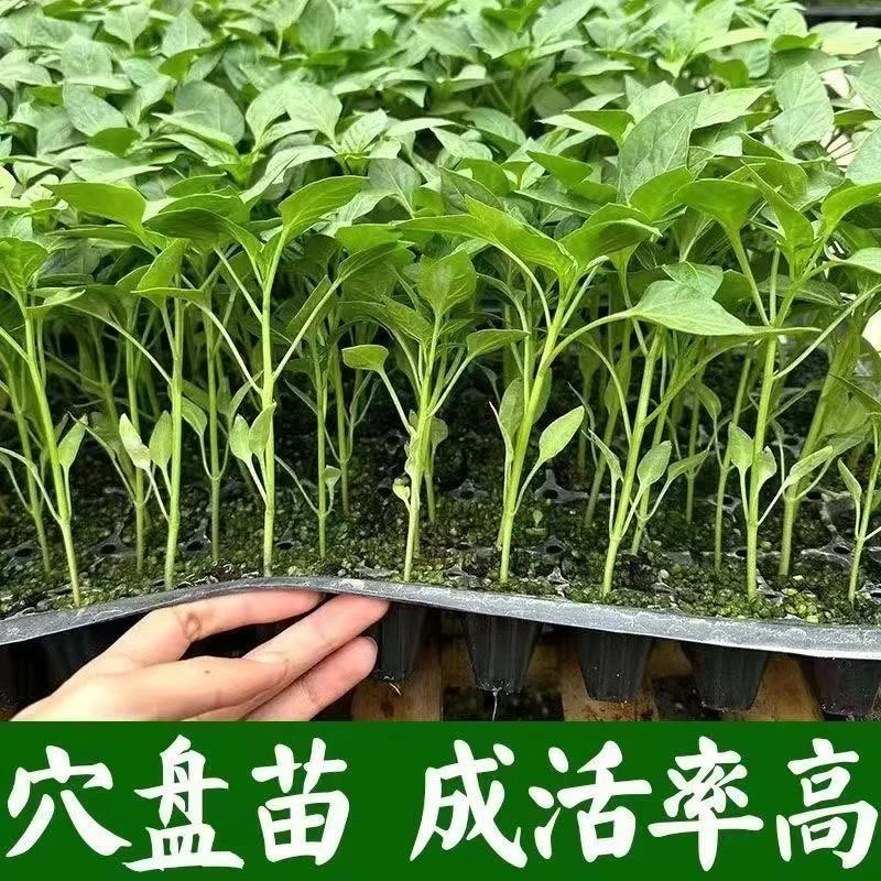 辣椒苗30棵辣椒苗高产蔬菜苗薄皮椒苗长线椒苗螺丝椒苗