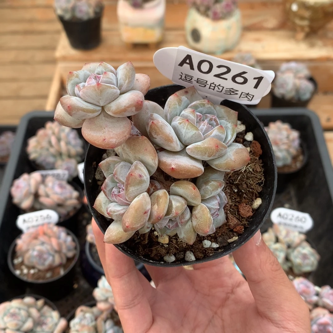 梅***子A0261 突尼斯 有砍 8cm