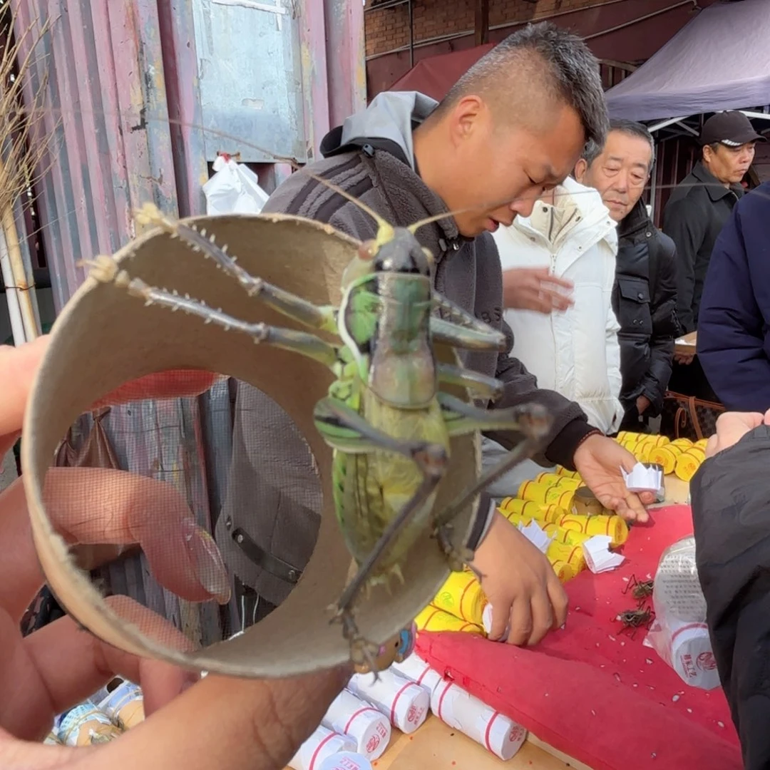 蝈蝈两皮福福价格上链蝈蝈福福价格