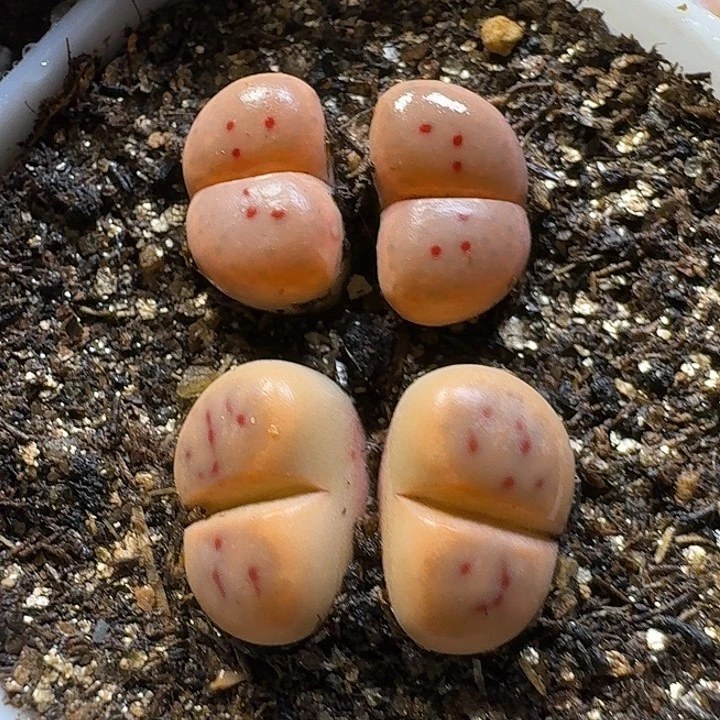 生石花2///。    68号