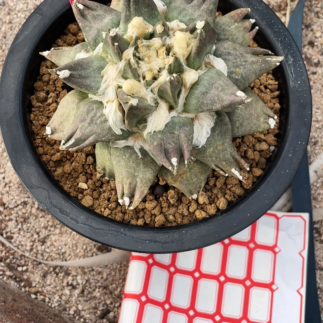 无花朵13cm紫皮三指岩牡丹