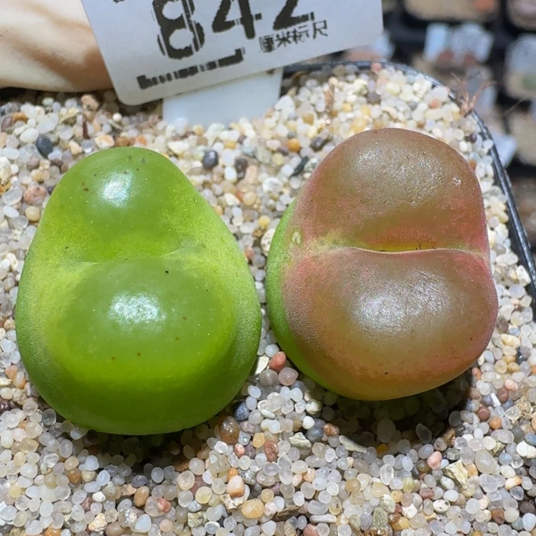 Zzzzz精品生石花842