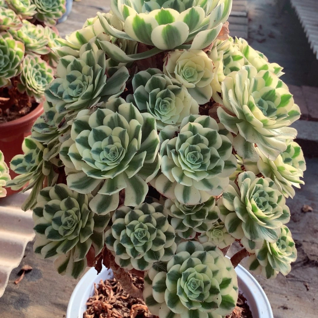 迈巴赫老桩，多肉植物