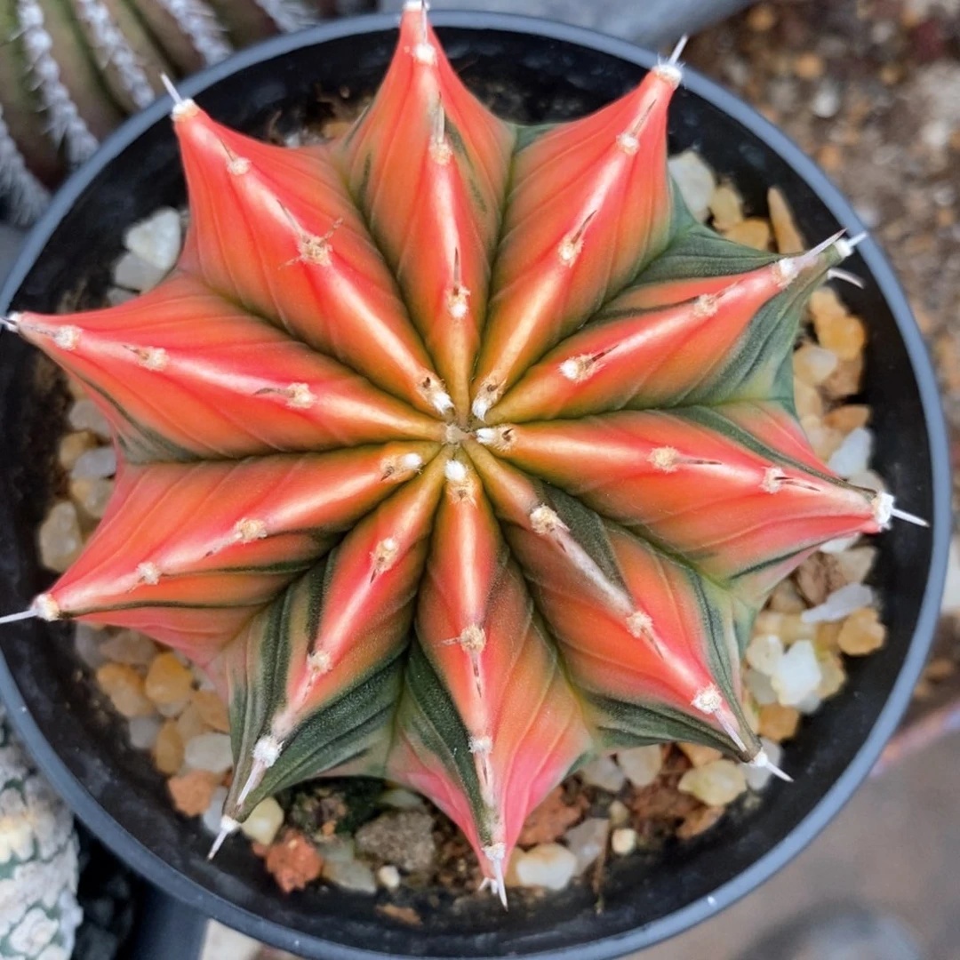 嘟*仙人球的世界里有