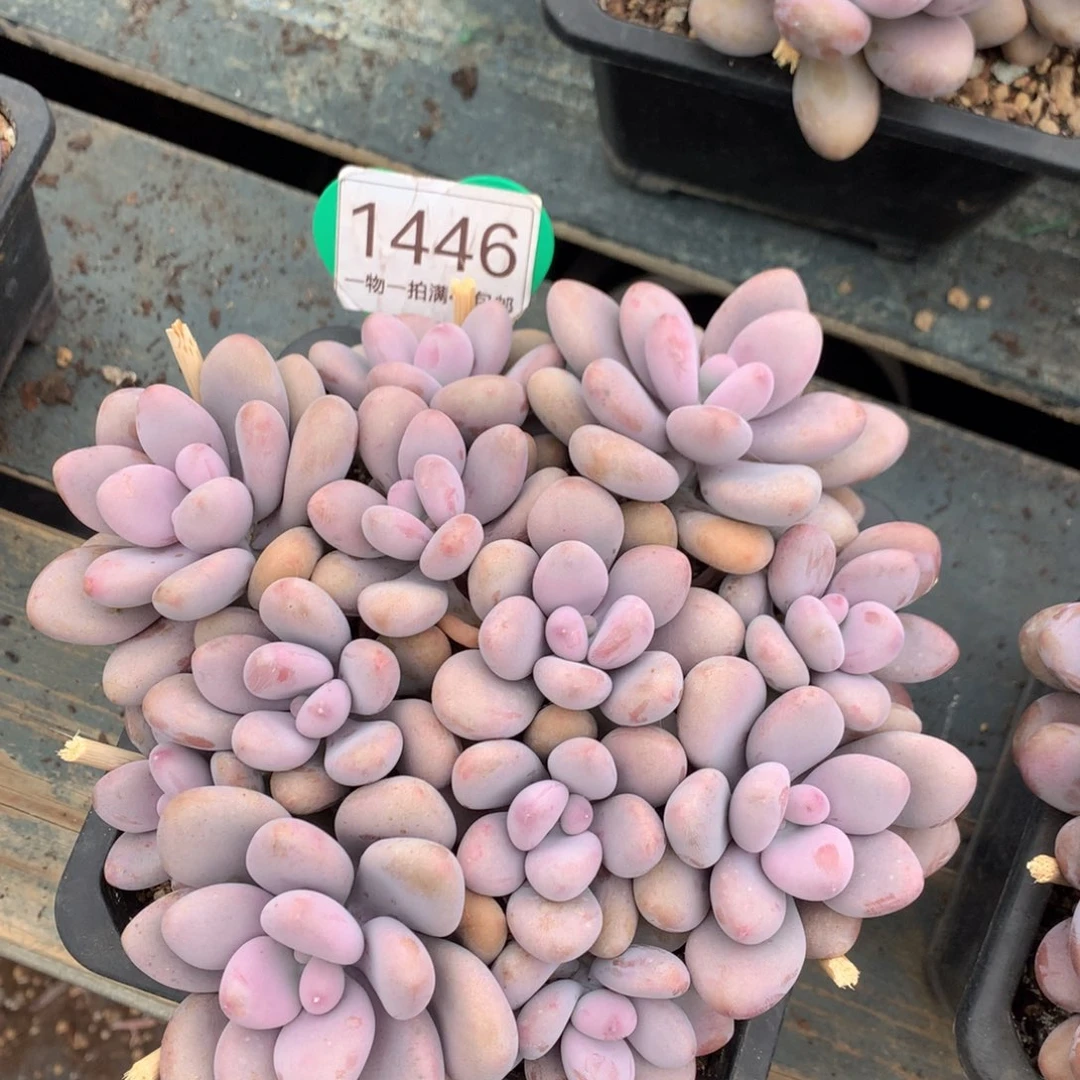 桃蛋矮桩平头无砍1446