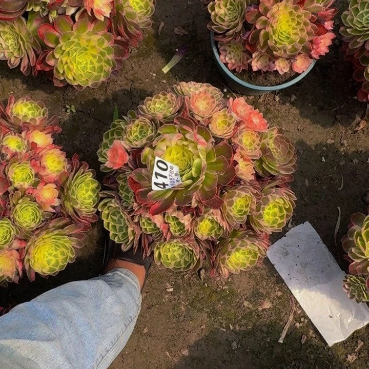 玉芙蓉花27-35包邮花花