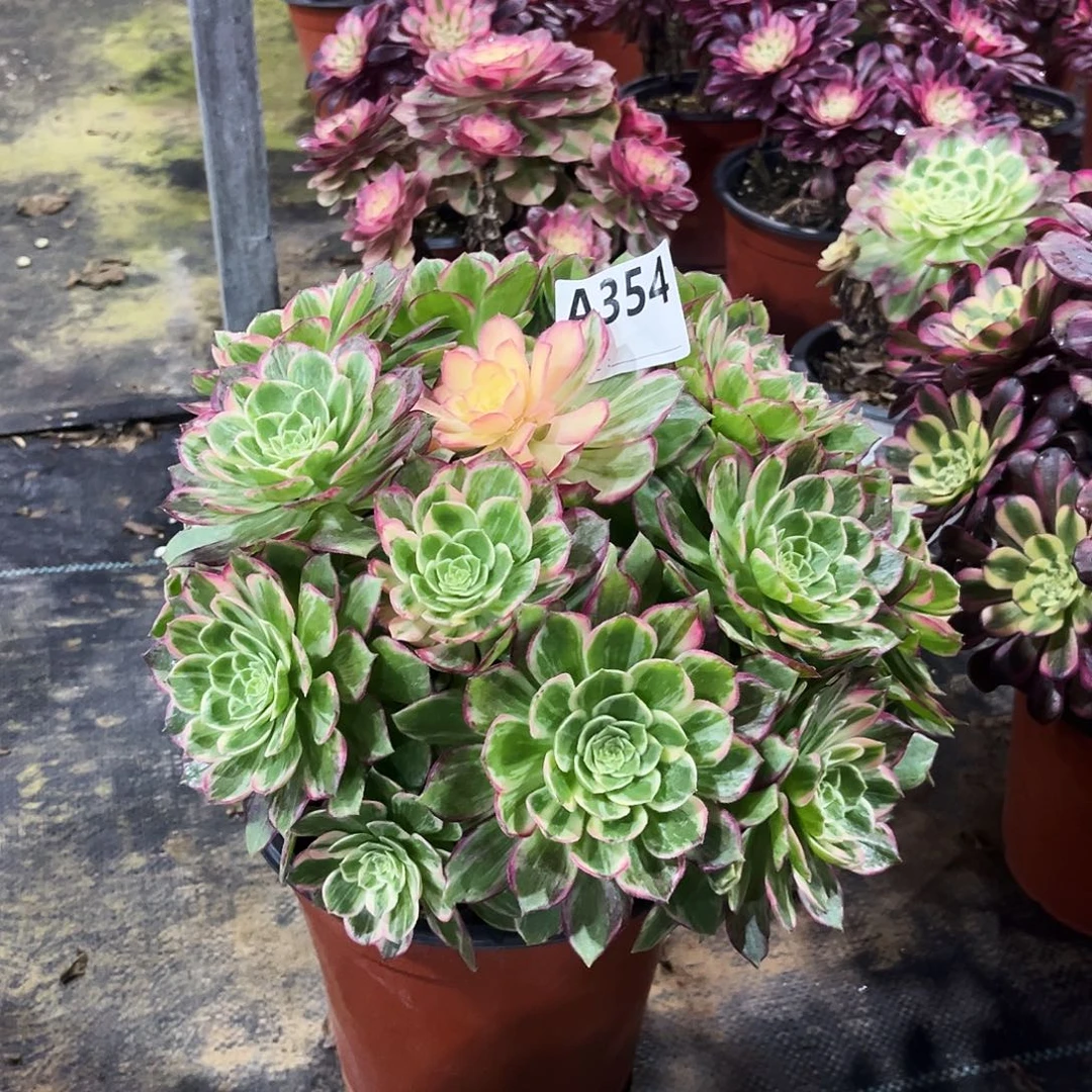 多肉植物万花筒354多肉