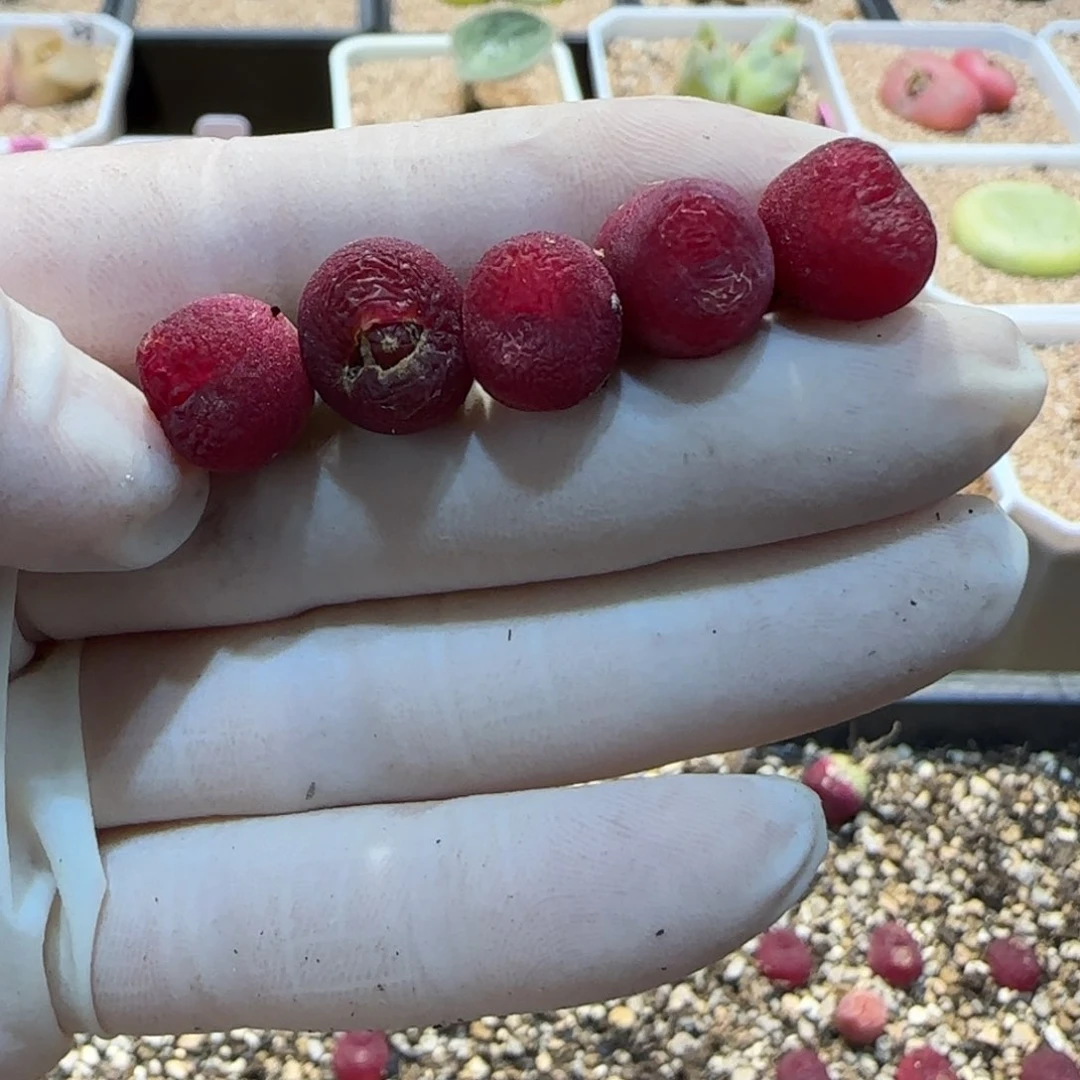 红陶一*柠当然当然当然当然当然