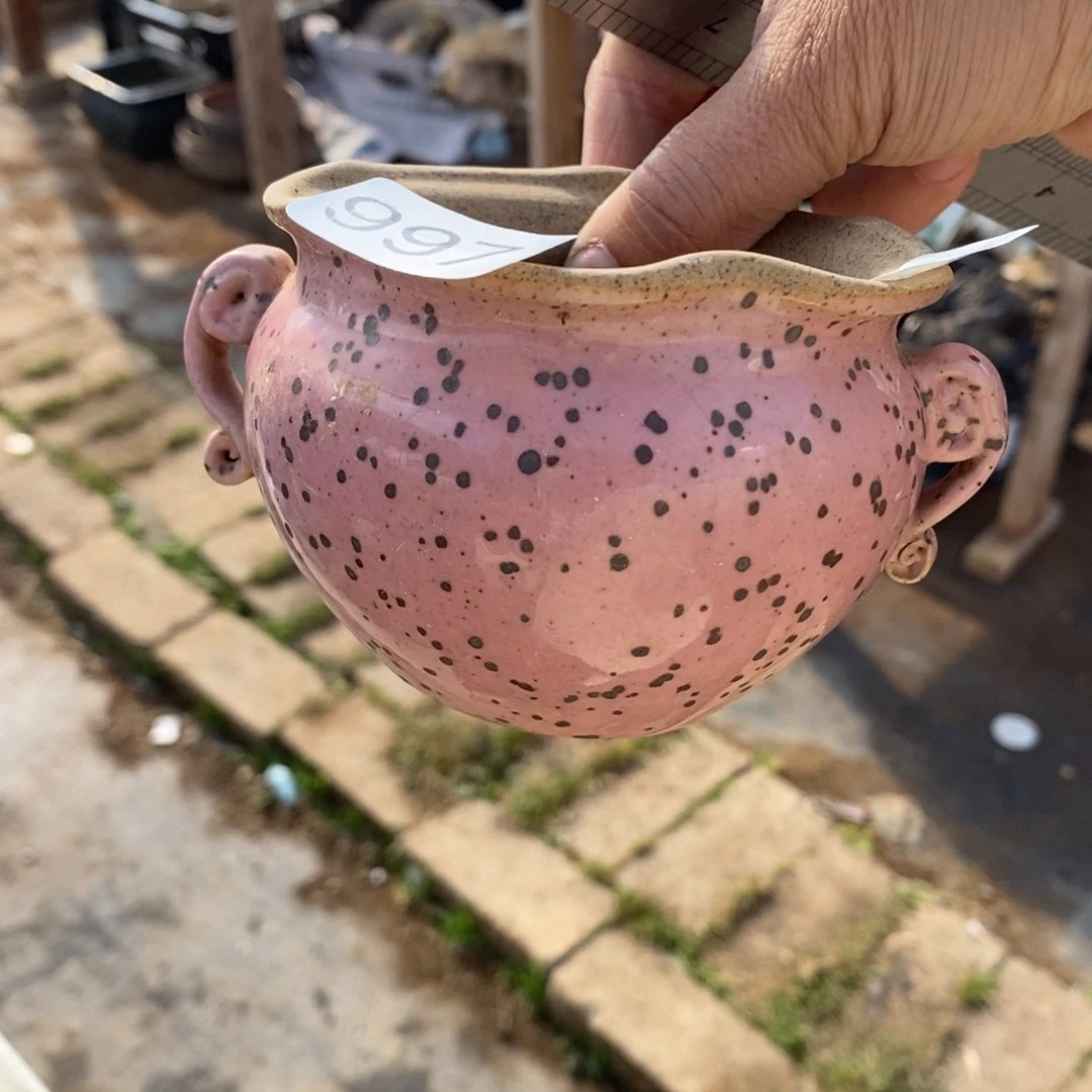 红陶135号多肉盆一个呀