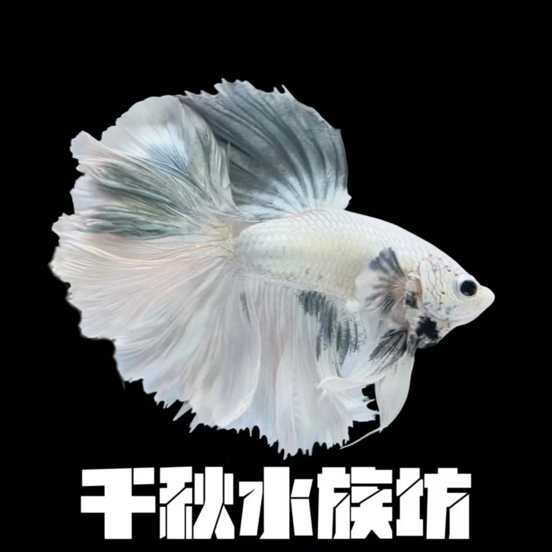C13（289-312）斗鱼半月婚纱鱼好养耐活小型热带观赏鱼（直播间选鱼）