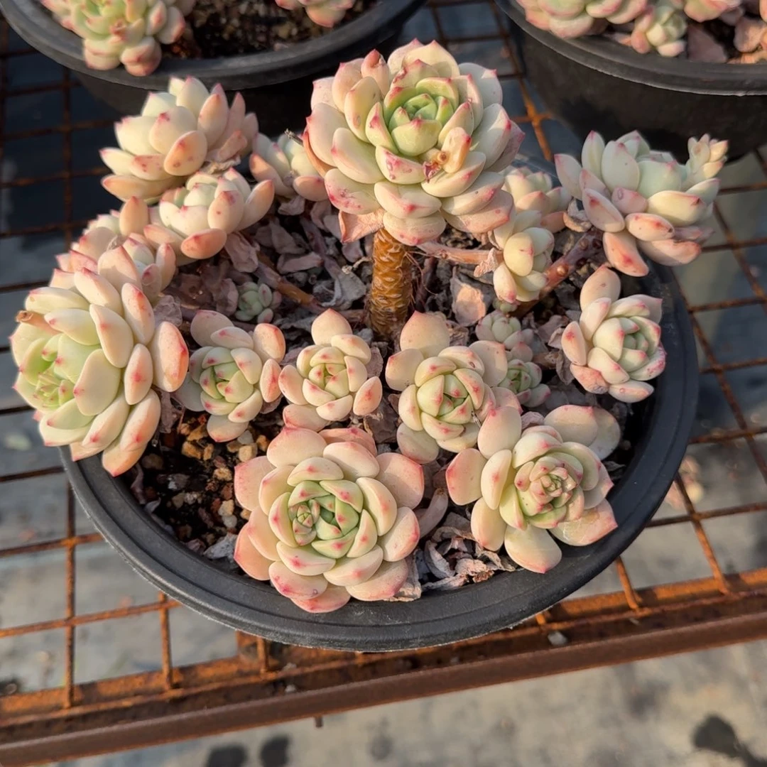 精控香草多肉植物