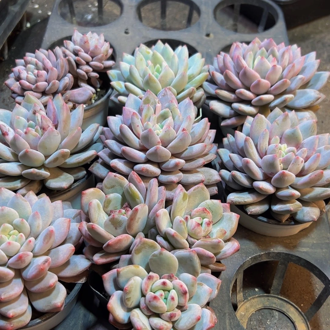 456多肉葡萄的味道是