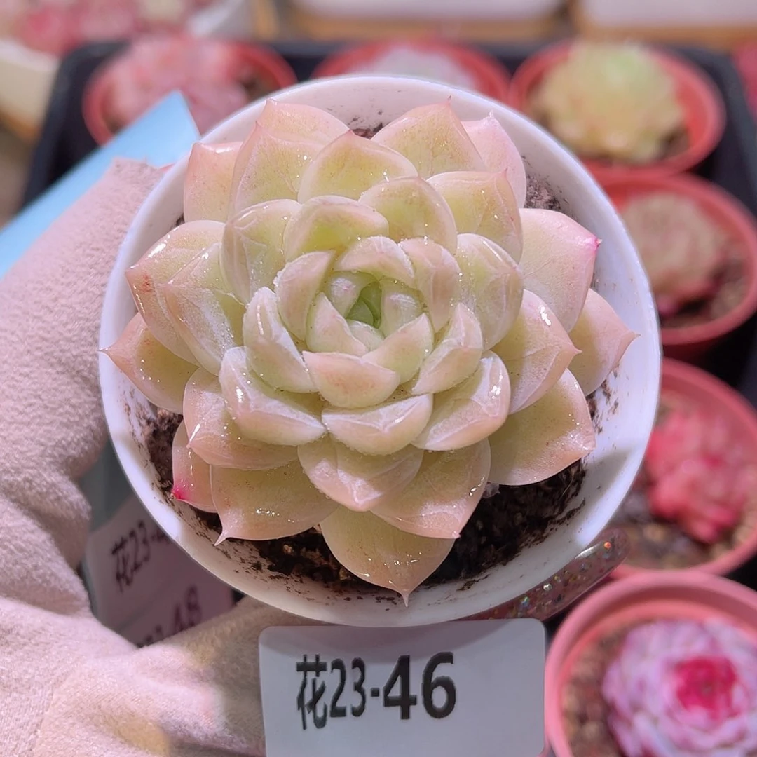 花利美23-46麦秆单头