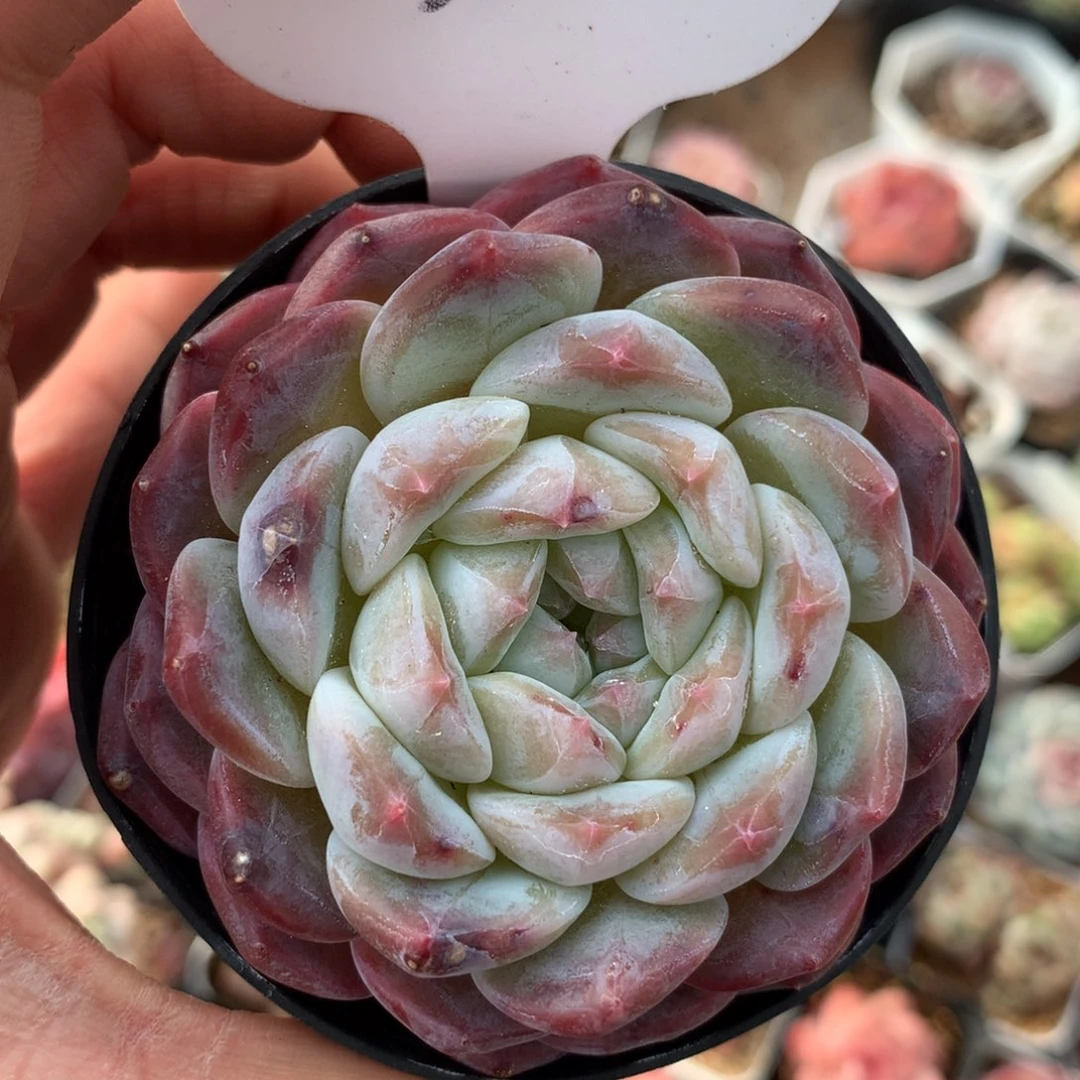 白巧克力冰魄单头3103