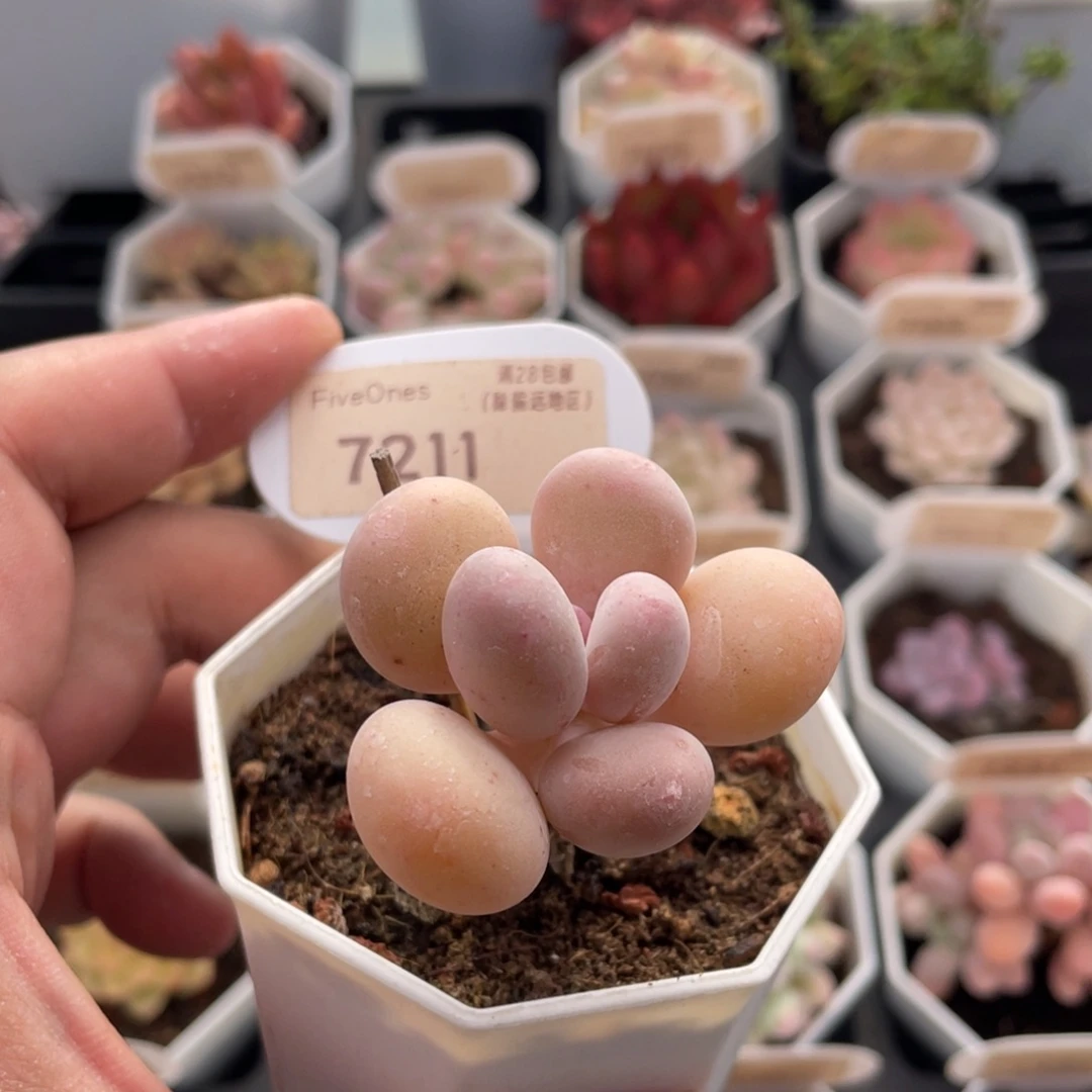 蛋黄奶酪7211脱土发