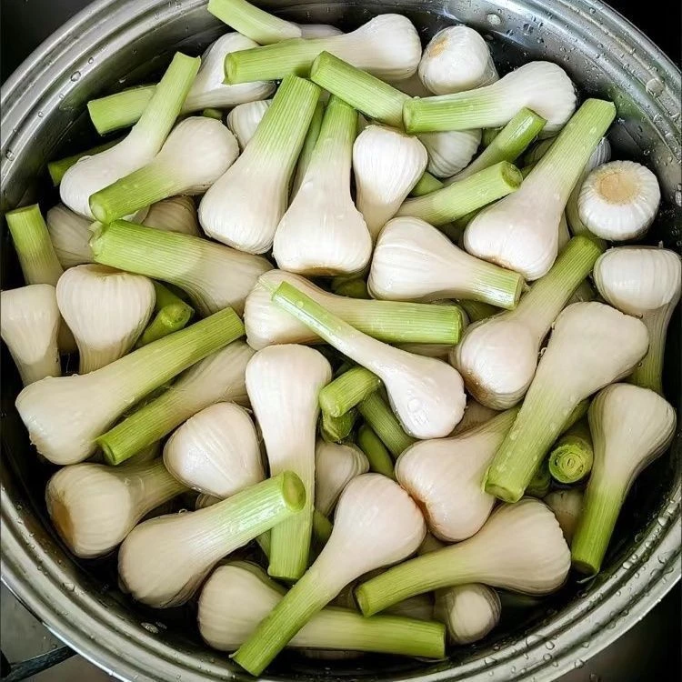2025东北青蒜头新鲜小嫩蒜3斤5斤包邮可做泡酱油吃酱油蒜