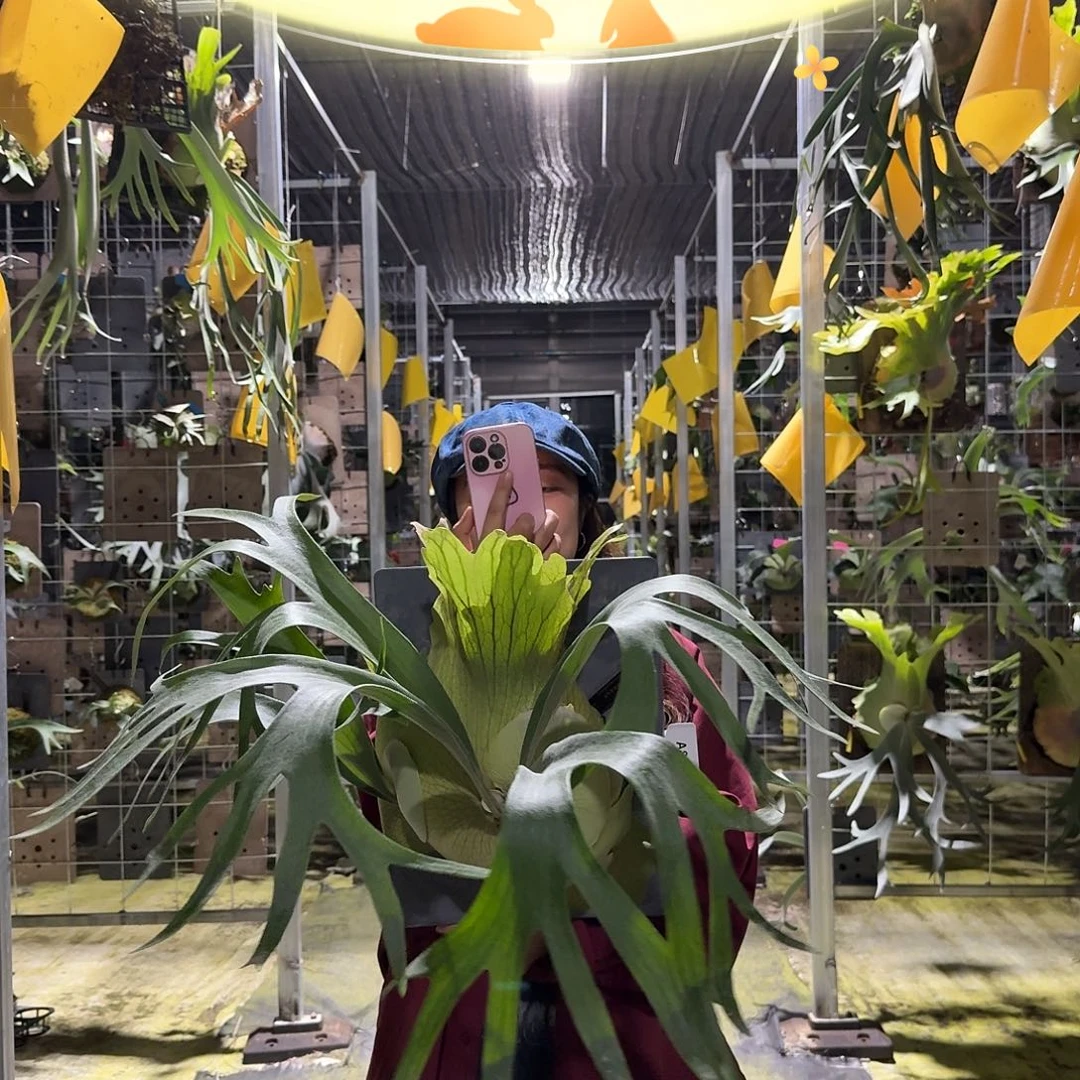 不开花植物A888-千手观音鹿角蕨