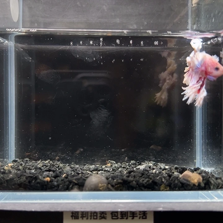 斗鱼竞拍跑单拉黑24日104