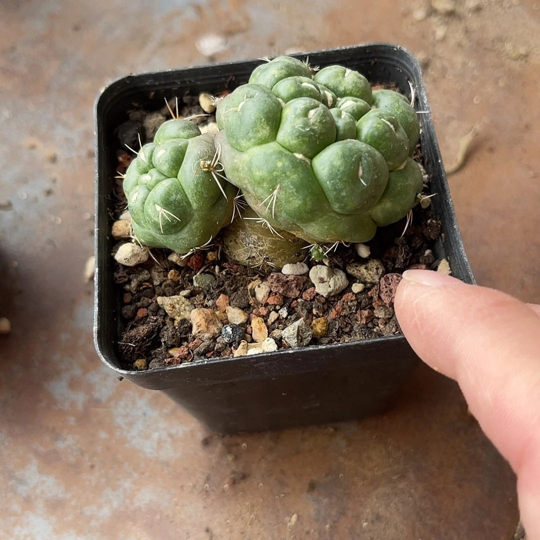 实生蜘蛛眼一物一拍下单包邮