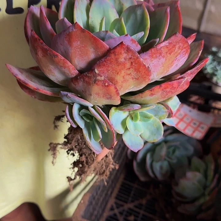 花***庆血凤 一颗 不包损5号