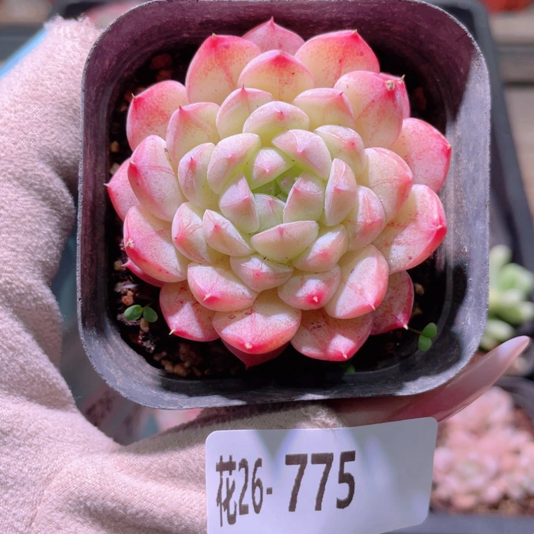 花利美26-775白桃汽水