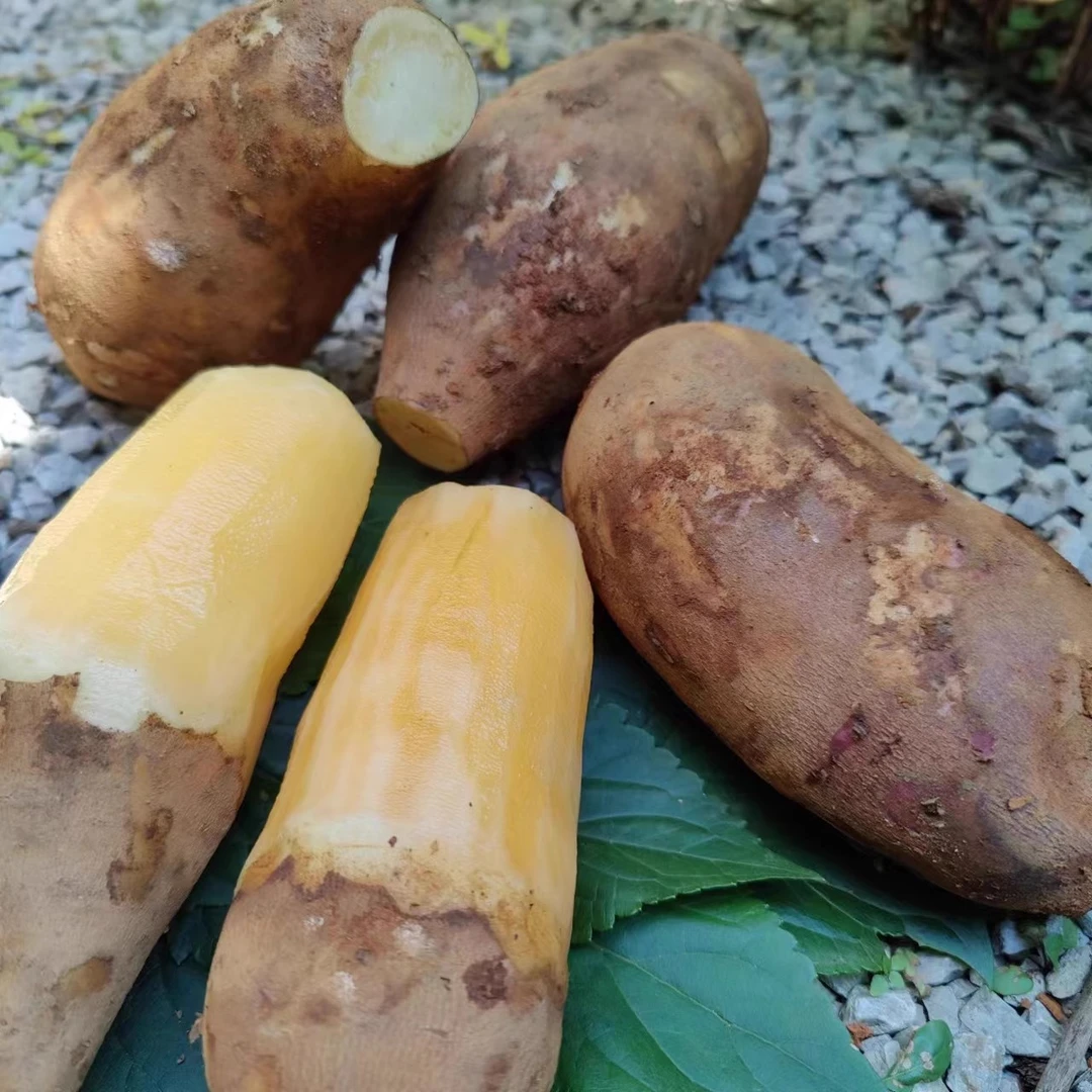 每天水果优选 云南带土雪莲果现挖现发新鲜清甜低糖水果当季整箱