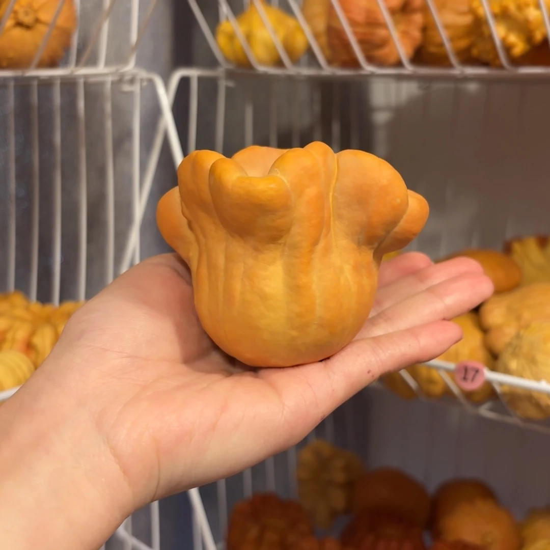 墨西哥葫芦异型花