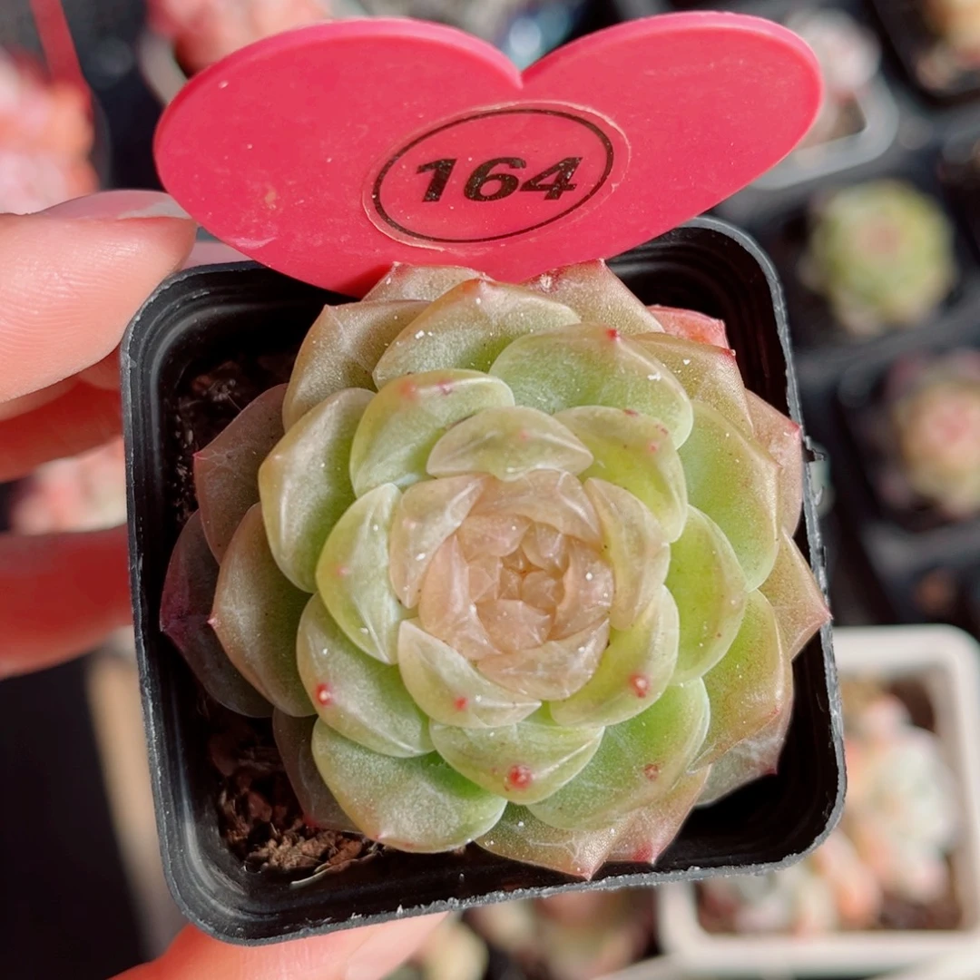 164号新品珍妮单头