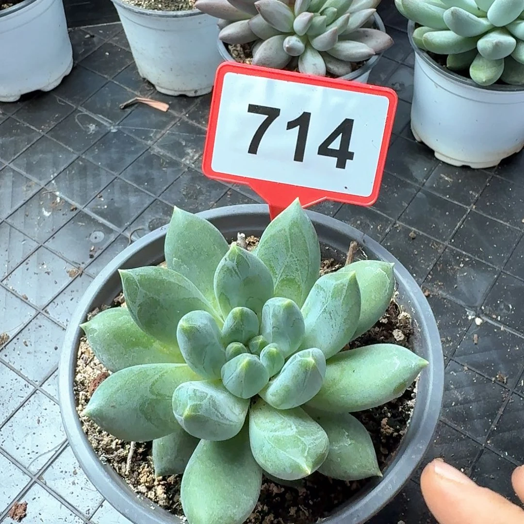 重楼多肉植物714.