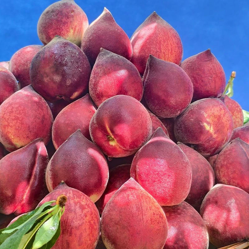 《红宝石桃子》云南新鲜香甜多汁脆软红宝石桃子脆桃孕妇酸甜3-5斤