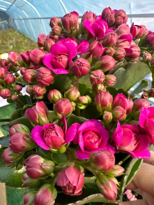 奥斯塔【130盆】昊景重紫色