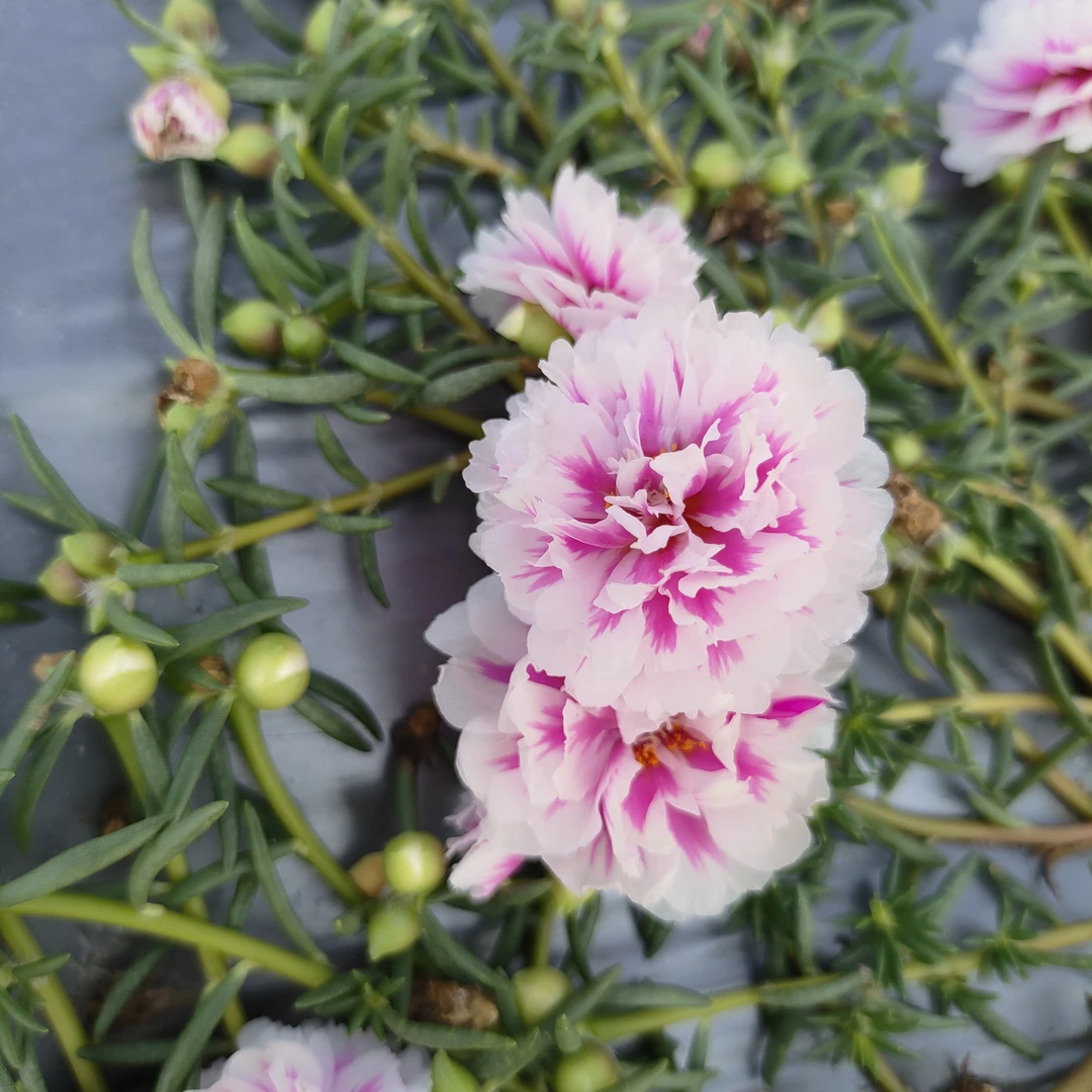 手掌大小苗 宿根重瓣太阳花苗 颜色随机