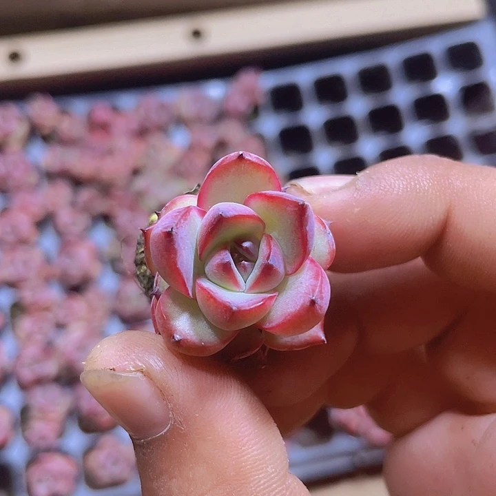 眼线笔精品多肉竞赛