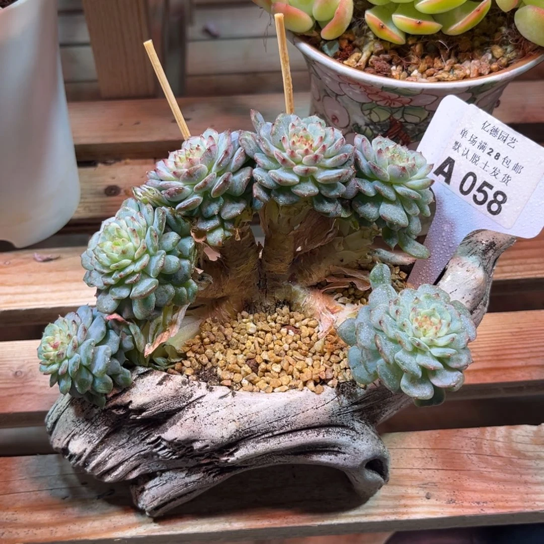 白胖子朵朵缀多肉植物ruhm