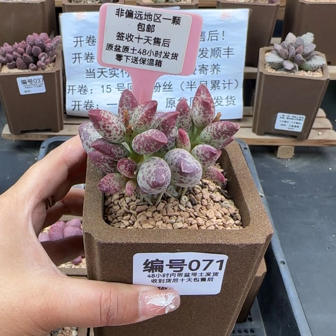 071艾薇多肉植物