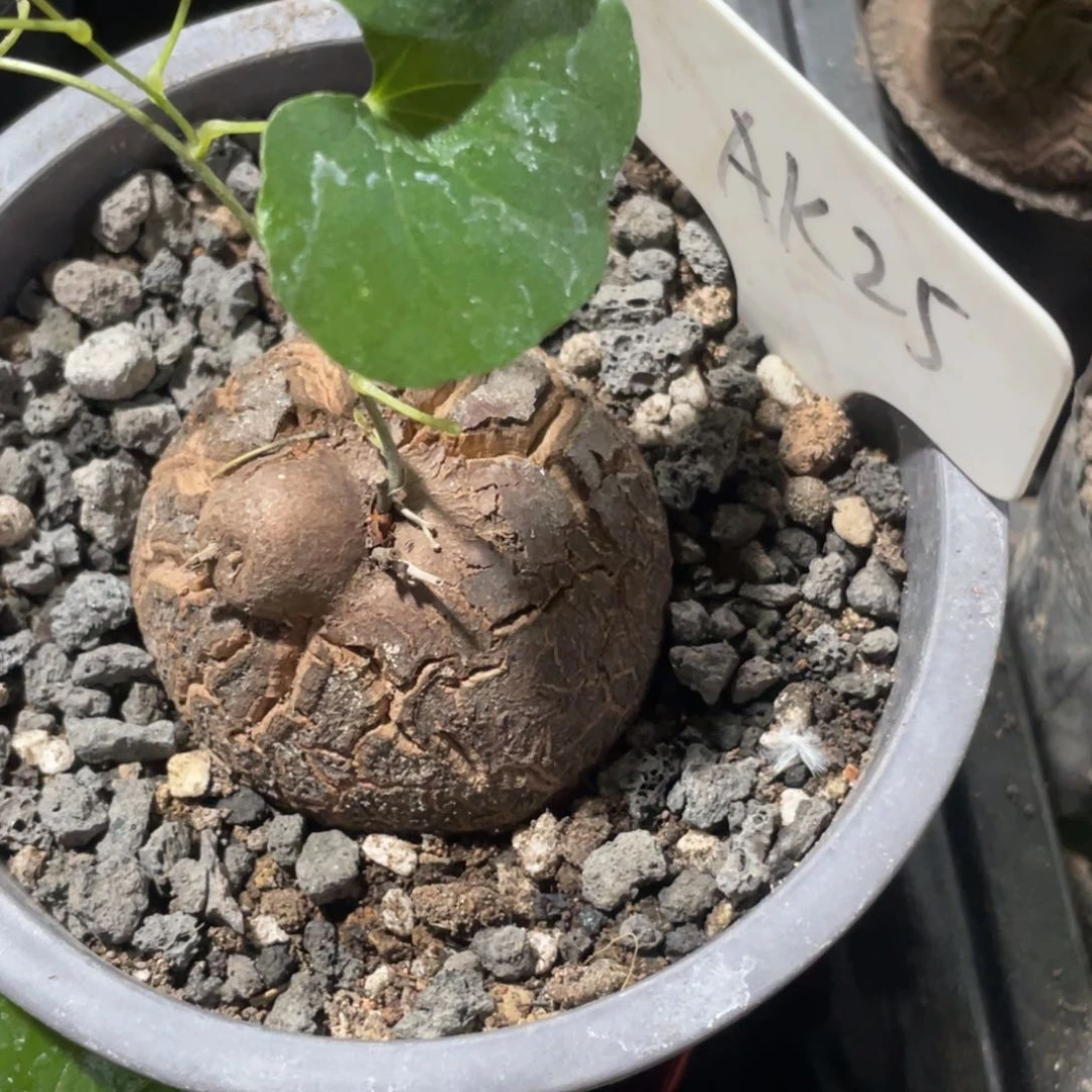 马**_马哥专拍，异形龟甲龙