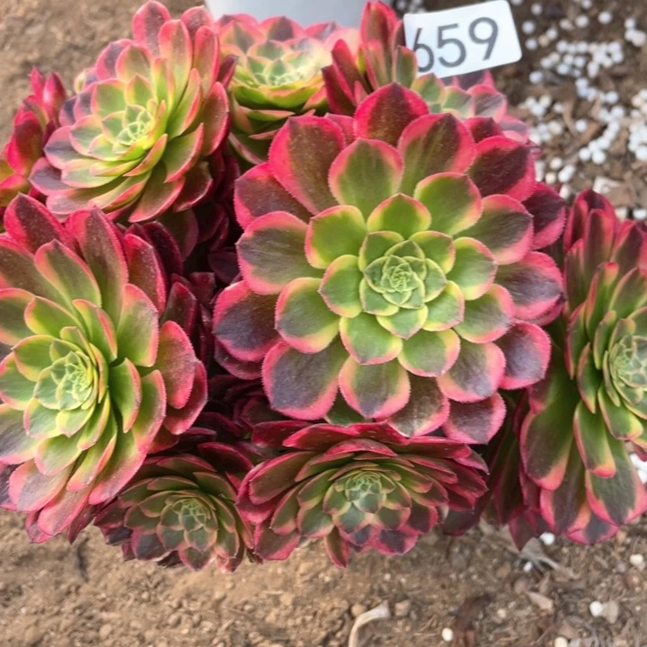 659多肉植物朝霞