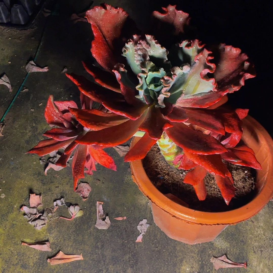 钻石锦多肉植物群4404