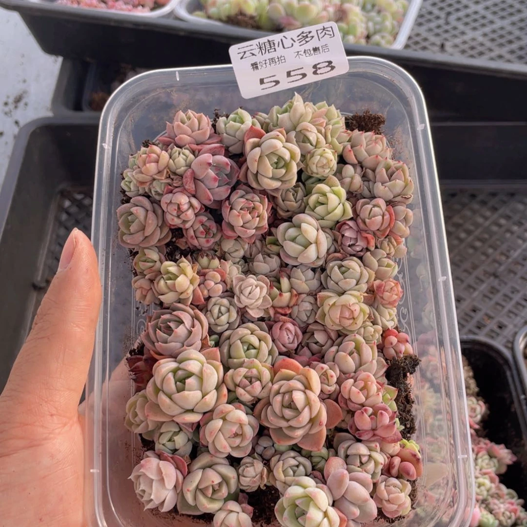 云糖心多肉植物558