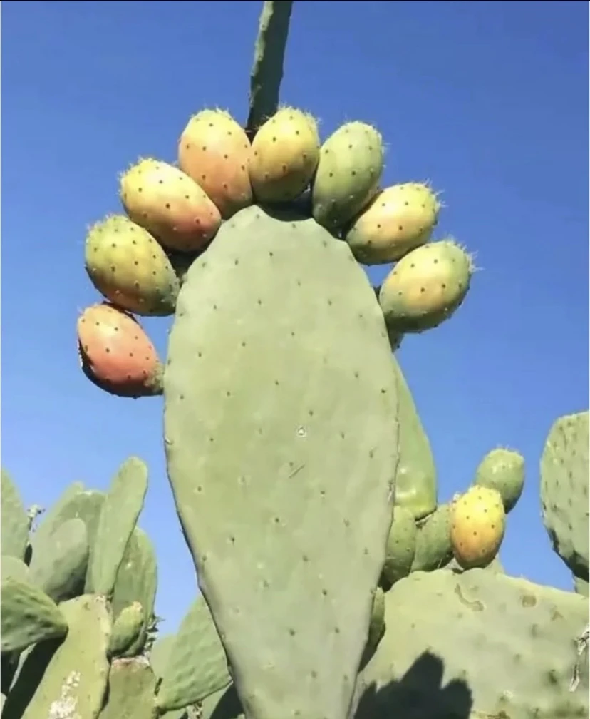 摩洛哥进口食用宝塔仙人掌黄果白果叶片可药用盆栽绿植多肉植物