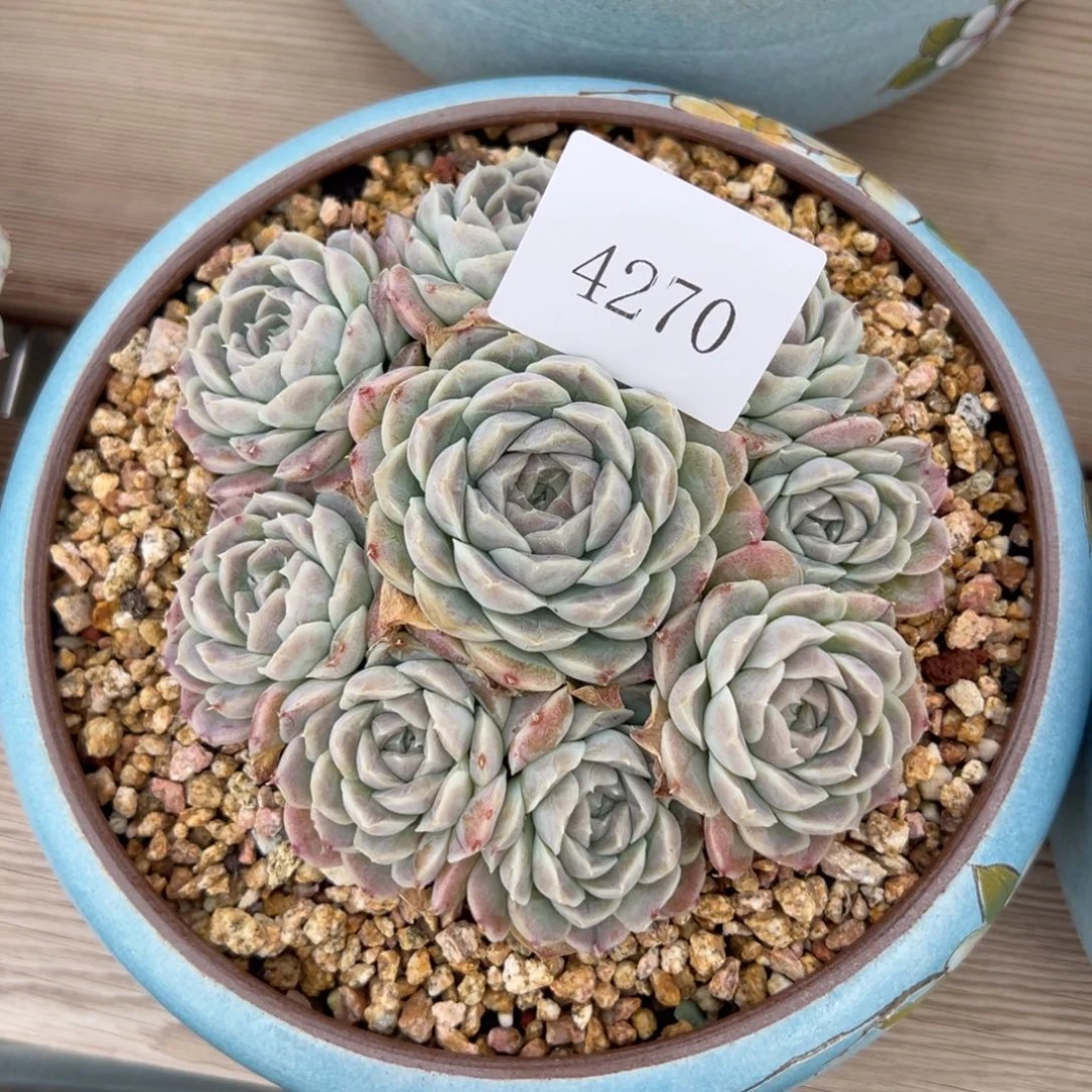 郭**°4270多肉多多多多多多