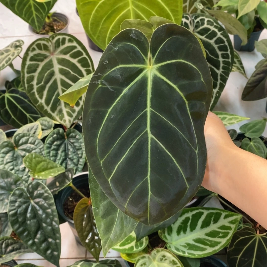 不开花植物贝斯杂（2颗包邮无售后）