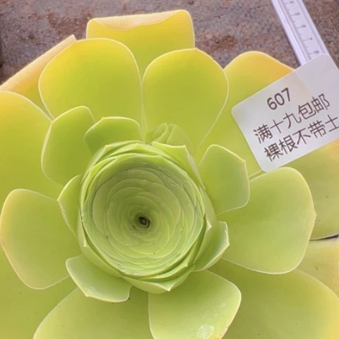 607 山地玫瑰基地福利