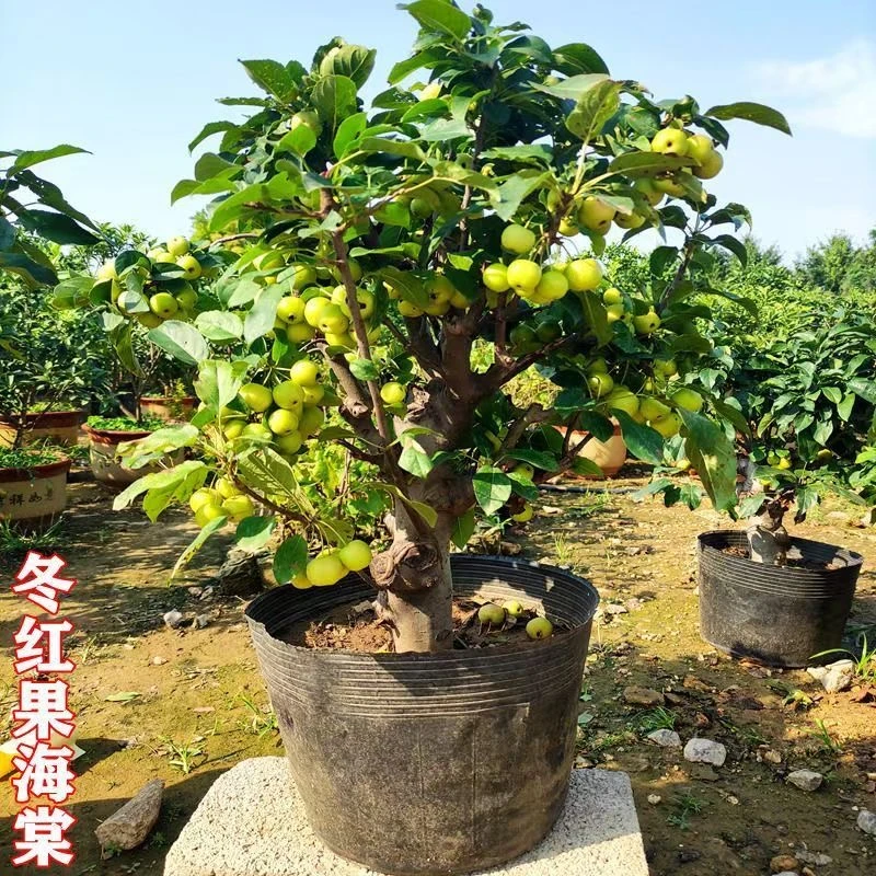 苹果盆栽地栽贵人果海棠冬红果造型盆栽果树一物一拍