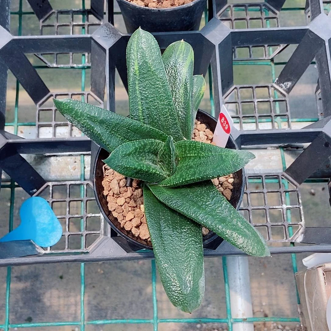 839卧牛实生转带盆发货