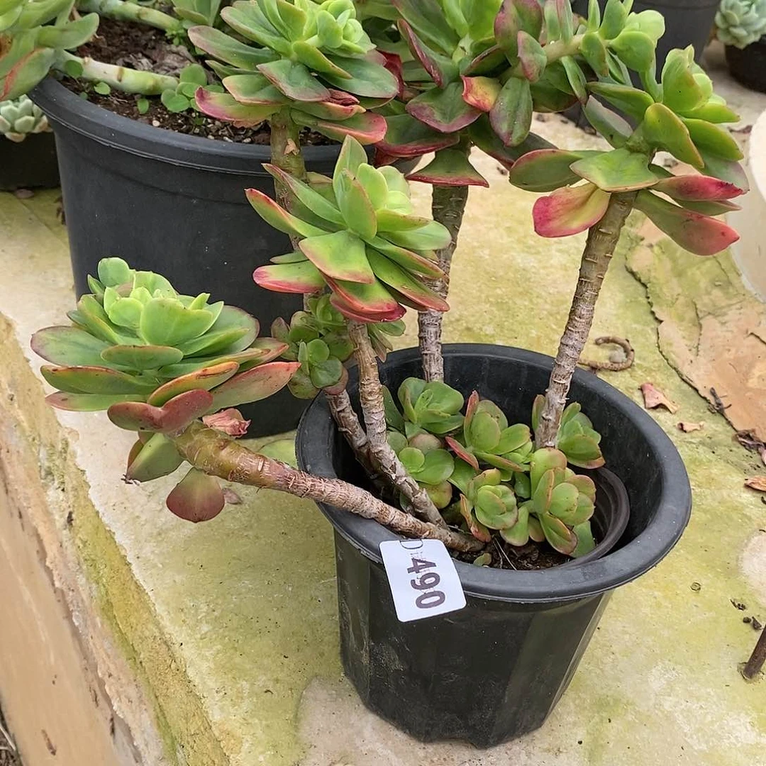 猪*子490红梅多肉植物