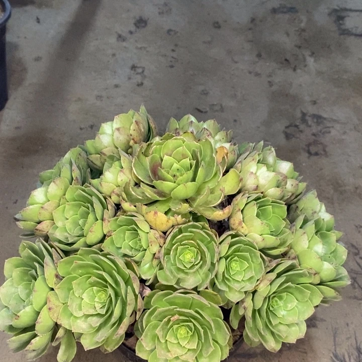 万拉丝多肉植物43