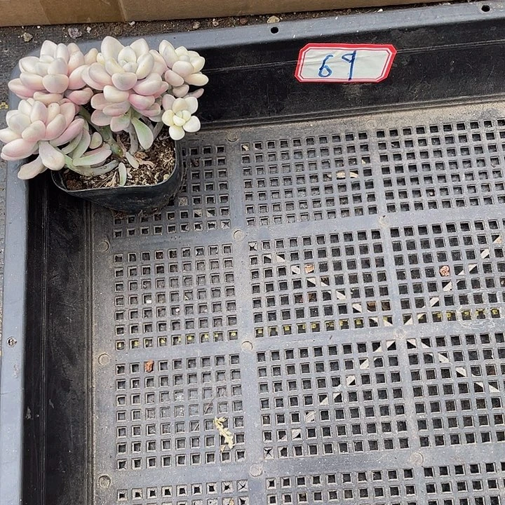 守***敏69号筐带盆土发发