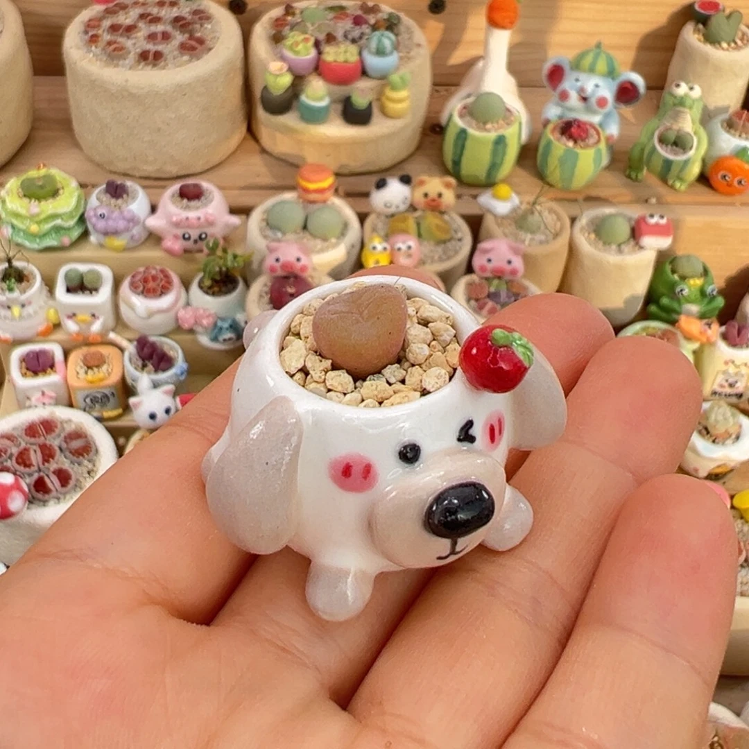 8***菲多肉植物12号种长毛翠滴